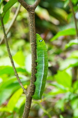 Caterpillar on green bush