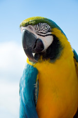 Blue and Yellow Macaw Parrot