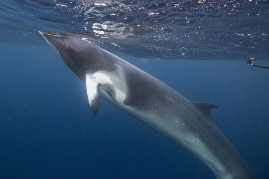Adult dwarf minke whale (Balaenoptera acutorostrata) underwater near Ribbon 10 Reef, Great Barrier Reef, Queensland