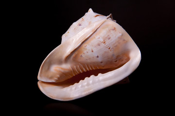 sea shell on black