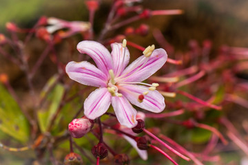 Fiori amazzonia