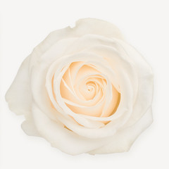 White rose