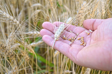 Wheat in man's  hand