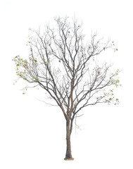 Deciduous Sakae Naa tree (Combretum Quadrangulare) isolated on w