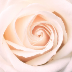 Obraz na płótnie Canvas Center of rose