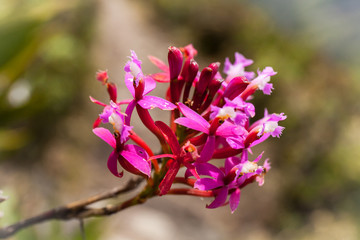 Fiore viola in  amazzonia