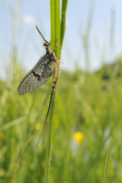 Green drake mayfly (Ephemera danica) newly emerged on a riverside grass stem, Wiltshire