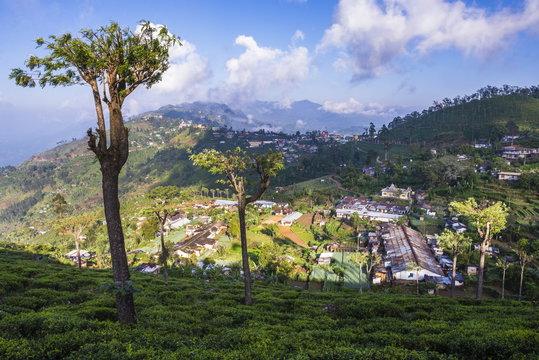 Haputale and a tea estate, Sri Lanka Hill Country, Nuwara Eliya District, Sri Lanka