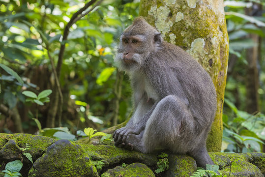Long-tailed macaque (crab-eating macaque) (Macaca fascicularis), Sacred Monkey Forest, Ubud, Bali, Indonesia