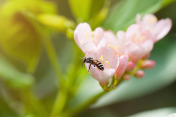 Bee on a flower