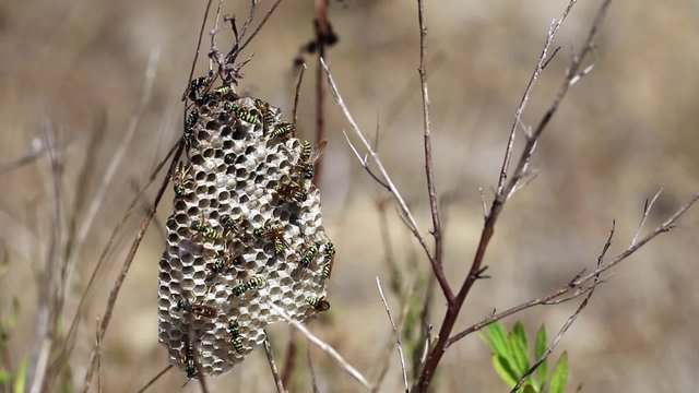 Wasps working on their nest in nature