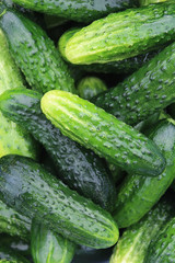 Green, washed, fresh cucumbers