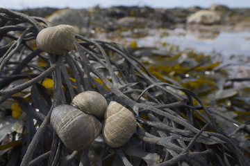 Common periwinkles (Littorina littorea) on toothed wrack (Fucus serratus) exposed at low tide, Lyme Regis, Dorset