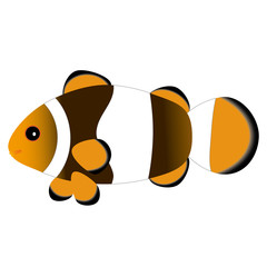 カクレクマノミ