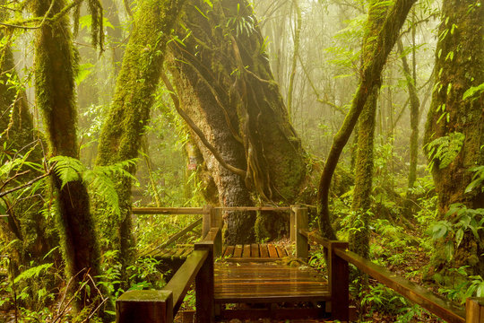 Fototapeta A big tree in tropical rain forest,Chiangmai,Thailand.
