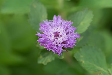 purple flowers On Blurred Background