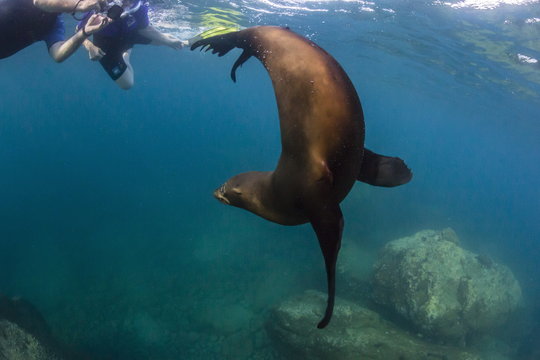 Young California sea lion (Zalophus californianus) with snorkeles underwater at Los Islotes, Baja California Sur, Mexico
