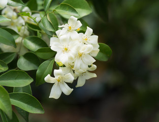 A bouquet of white flowers On Blurred Background