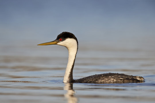 Western Grebe (Aechmophorus occidentalis) swimming, Tonto National Forest, Arizona