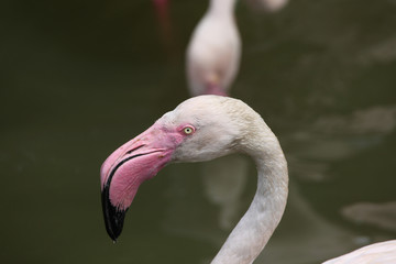 Greater Flamingo (Phoenicopterus roseus).