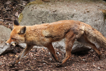 Red fox (Vulpes vulpes).