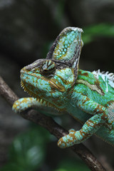 Veiled chameleon (Chamaeleo calyptratus).