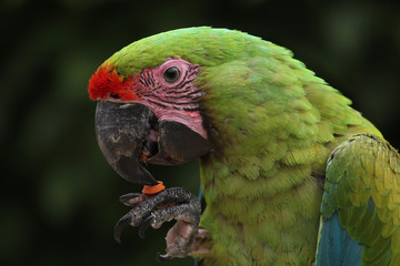 Great green macaw (Ara ambiguus).