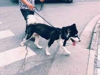 guide-dog