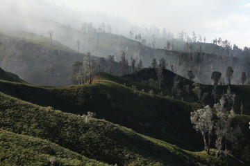 Fototapeta na wymiar Tropical forest, Kawah Ijen volcano, East Java, Indonesia.