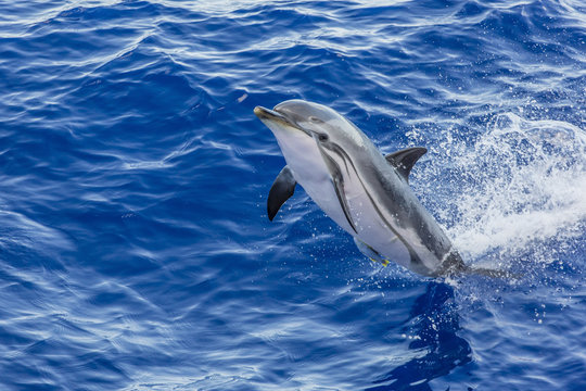 Adult striped dolphin (Stenella coeruleoalba) leaping near La Gomera, Canary Islands, Spain, Atlantic