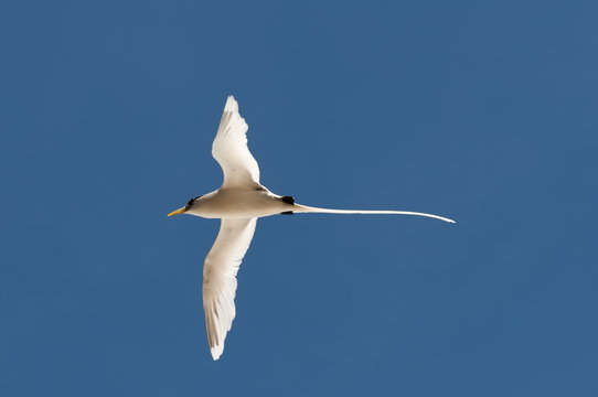White-tailed tropicbird (Phaethon lepturus), Fregate Island, Seychelles