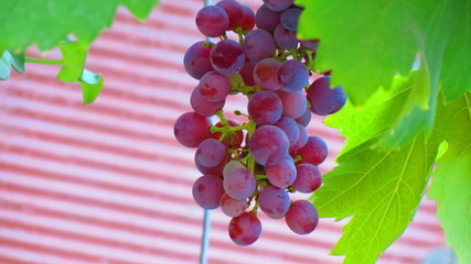 Bunch of red grapes on the vine with green leaves, the background is blur, you can focus on the bunch easily