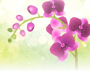 orchid flower on nature blur background