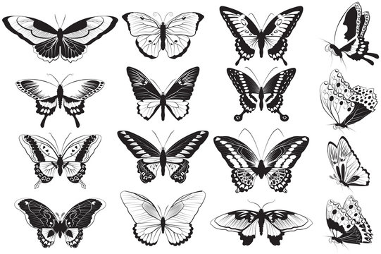 Vector set of Black and white butterflies