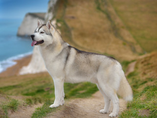 Siberian Husky