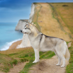 Fototapeta premium Siberian Husky