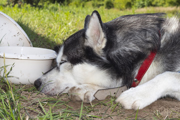 Piękny Husky