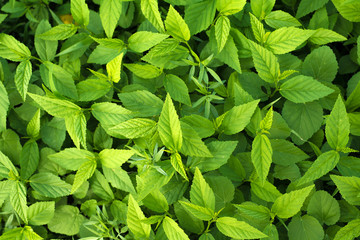 green leaves background