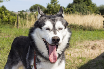 Piękny Husky