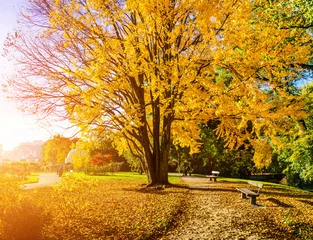 Photo sur Plexiglas Automne Beautiful autumn scene in park at sunrise