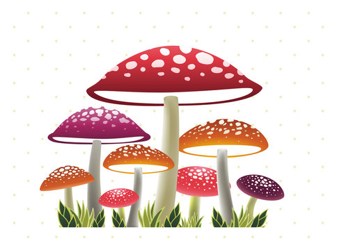 mushroom wonder land
