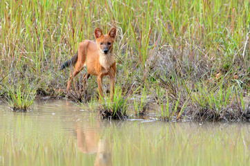 Dhole in nature
