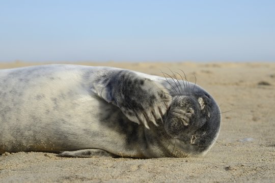 Grey seal pup (Halichoerus grypus) chewing a flipper while lying on a sandy beach, Norfolk