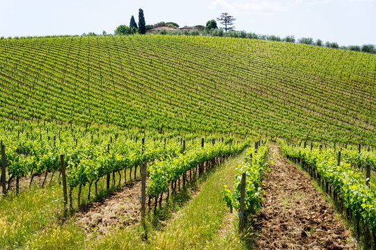 Vines, Chianti Region, Tuscany