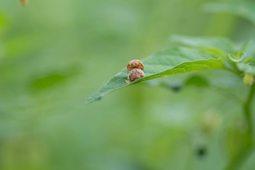 Ladybug was interbreeding at the leaves.