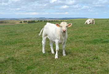 Veau charolais au pré sous la surveillance de sa mère