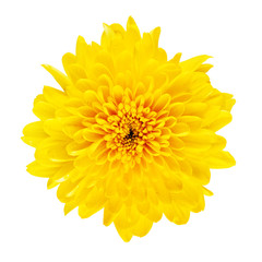 Yellow Chrysanthemum Flower