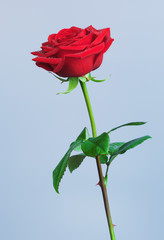 Obraz premium Red Rose Flower