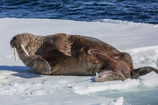 Adult bull Atlantic walrus (Odobenus rosmarus rosmarus) rolling on its back on ice in Storfjorden, Svalbard, Arctic