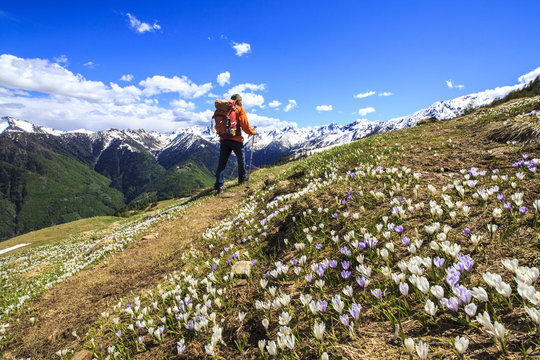 Hiker walking along a trail surrounded by spring flowers near Cima della Rosetta in the Orobie Alps, Lombardy